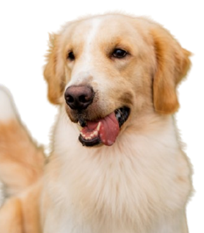 Mascotas